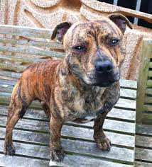 Stripey Brindle Staffordshire Bull Terrier Dog Breeds Bull Terrier Pitbull Terrier