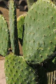 Well, you might not be growing a plant just to ignore it. Leaves Of A Prickly Pear Cactus Plant Opuntia Spp With Thorns Stock Photo Picture And Royalty Free Image Image 17699408