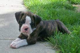 Kijiji Ad Activation Required Boxer Dogs Boxer Dog Pictures Brindle Boxer