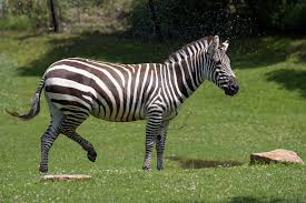 Image result for zebra
