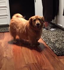 Both the corgi and the golden retriever are laid back, friendly dogs, so it is likely that their puppies will be too. Corgiever Corgi Golden Retriever Golden Retriever Corgi Mix Dogs Golden Retriever Corgi Golden Retriever