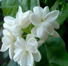 Often, the flower is brewed as a tea or the leaves are dried and smoked. Best Smelling Flowers In The World The List Of Top 10 Storytimes