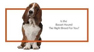 They were known as slow, short dogs with outstanding noses. Basset Hound Puppies Petland Carriage Place