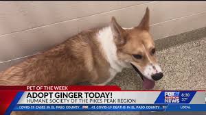 Louis area adoption centers feature dogs, cats, puppies, kittens, rabbits and many other pets to adopt! April 15 Pet Of The Week Ginger Fox21 News Colorado