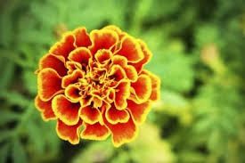 Pin On Garden Abundance