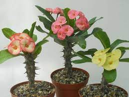 Tired of the weak thorned hybrids! 5 Secrets To Get A Crown Of Thorns To Bloom World Of Succulents