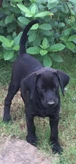 If you are looking to adopt a puppy ? Adopt Sophie 33 On Petfinder Black Lab Puppies Labrador Puppy Lab Puppies
