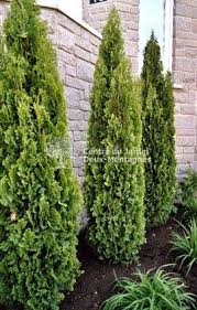 Pin By Sylvie Morin On Evergreen Backyard Pool Landscaping Arborvitae Landscaping Landscaping Shrubs