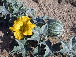 Image result for Cucurbita