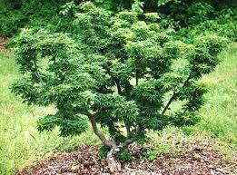 Japanese maples grow wild across the hills of japan, korea and into mongolia and russia too. Pin On Very Cool Trees To Have