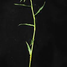 Image result for Floscopa leiothyrsa