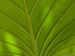 Image result for Araceae