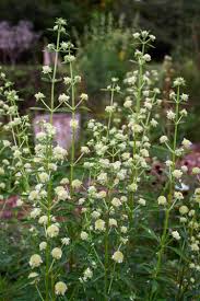 Image result for Hyptis