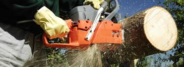 Maybe you would like to learn more about one of these? Tree Service In Sunshine La Tree Removal And Trimming