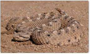 Sidewinder Crotalus Cerastes Snake Mojave Desert California King Snake