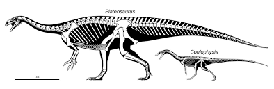 Most relevant best selling latest uploads. Skeletal Reconstructions Of Plateosaurus And Coelophysis Download Scientific Diagram