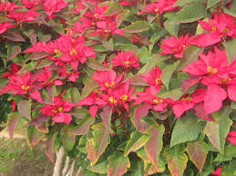 Euphorbia Pulcherrima Poinsettia World Of Succulents Blooming Succulents Euphorbia Planting Succulents