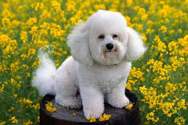 Up to date with his vaccinations, wormed regularly and de. Bichon Frise Puppies For Sale From Reputable Dog Breeders