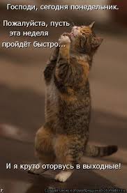 Котоматрица: Господи, сегодня понедельник. Пожалуйста, пусть эта неделя  пройдёт быстро...