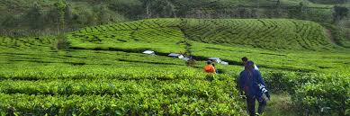 Maybe you would like to learn more about one of these? Menemukan 10 Keistimewaan Kebun Teh Dan Bukit Kuneer Wonosari Malang