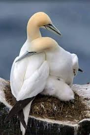 Pin On Beautiful Birds