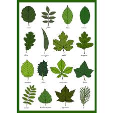 Leaves Greetings Card Leaf Identification Chart Plant Morphology Leaf Study Science Garden Gardening Art Card Print Tree Leaf Identification Leaf Identification Chart Leaf Identification