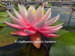 Image result for Nymphaea maculata