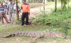 Sumatera utara adalah sebuah provinsi di pulau sumatera yang banyak dikunjungi wisatawan. Penampung Lidah Buaya Di Sumatera Utara Penampung Lidah Buaya Di Sumatera Utara Berani Enggak Setelah Provinsi Jawa Barat Jawa Tengah Dan Jawa Timur