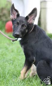 Eigentlich klappt es mit dem alleine lassen gut bei deinem welpen, aber als du heute nach hause gekommen bist, hörst du deinen hund schon. Dem Hund Das Alleine Bleiben Uben Welpen Planet Hund