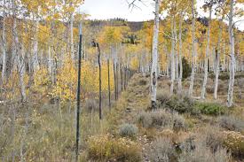 Saving a Forest of One