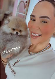 El hermoso Duke!!! 9semanas y el es un principito 💙🩵#divinaspoms  #pomeranian #pomeranianpuppy #pomeranianlove #pomeranians
