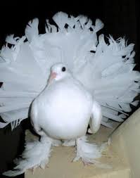 Black And White Pigeon Name Pure White White With Black Tails Fantails Permanently Erected Tails Beautiful Birds Pigeon Breeds Pure Products