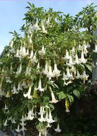 Brugmansia Wedding Bells Buy Online At Annie S Annuals Brugmansia Spring Plants White Gardens