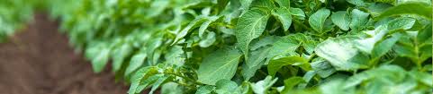 That plant looks terribly pot bound, it looks as if there's no dirt left and the plant is only being held up by the roots. Potato Pest Threats Farm Biosecurity
