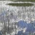 Pilot found dead after plane crashes in the Everglades