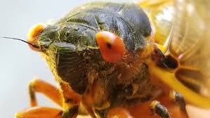 Cicada sound fx, cicada sound effect, cicada fx, cicada audio, cicada sounds, cicada mp3, insects sounds, insects fx sound bites free, noise mp3 download, ringtone mp3. Answer Man Cicadas Mia What Are The Night Time Noise Making Critters