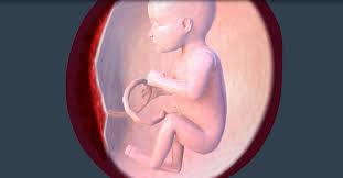 When the premature baby arrives, ask the doctor various questions about how the baby will be kept and fed in the nicu. Week 27 Ultrasound What It Would Look Like Parents