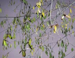 Image result for Hippocratea longipetiolata