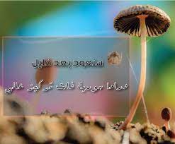 صور مضحكة صور اطفال صور و حكم موقع صور arabic quotes plants flowers dandelion