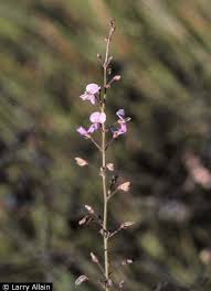 Image result for Microcharis remotiflora