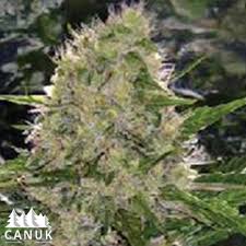 The problem with thinking about the critical mass as a fixed quantity, and a new visualization to aid in thinking about it in a better way. Critical Mass Auto Feminized Seeds Canuk Seeds