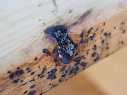 Image result for bedbugs on mattress