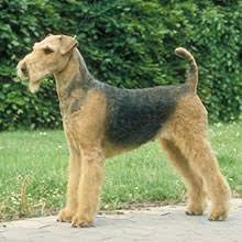 Did you scroll all this way to get facts about airedale puppies? Airedale Puppies For Sale Online Shopping Mall Find The Best Prices And Places To Buy