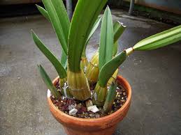 Image result for Eulophia petersii