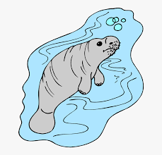 See 500 traveler reviews and photos of manati tourist attractions. Transparent Manatee Png Manati Amazonico Dibujo Png Download Transparent Png Image Pngitem