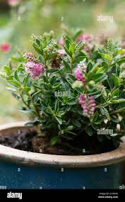 Image result for shrubby veronica hebe