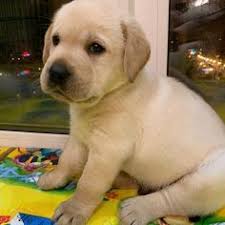 We breed only excellent champion english labrador retriever labrador retriever puppies in california, labrador puppies in las vegas. Uday Lehal Udaylehal Profile Pinterest