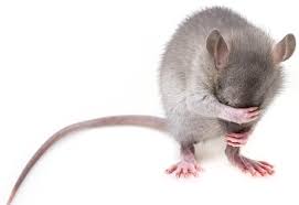 Proprio oltreconfine sono stati registrati focolai di hantavirus, agente virale che può essere trasmesso all'uomo, con conseguenze anche serie per la salute, dai topi selvatici e dalle arvicole. Febbre Del Topo Primo Caso In Italia Dopo I 200 In Slovenia Un Cittadino Di Gorizia