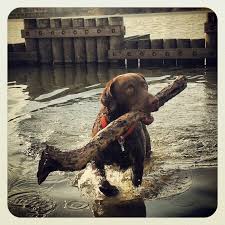 Image result for chesapeake bay retrívr