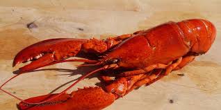 Here are my top 10 reasons why nascar racing 8. Denny Hamlin S Fear Of Lobsters Could Be Factor In Sunday S Nascar Cup Race